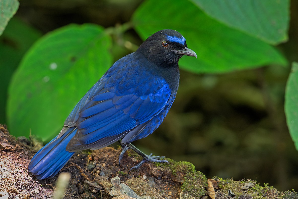 Малабарская синяя птица - ML620252831