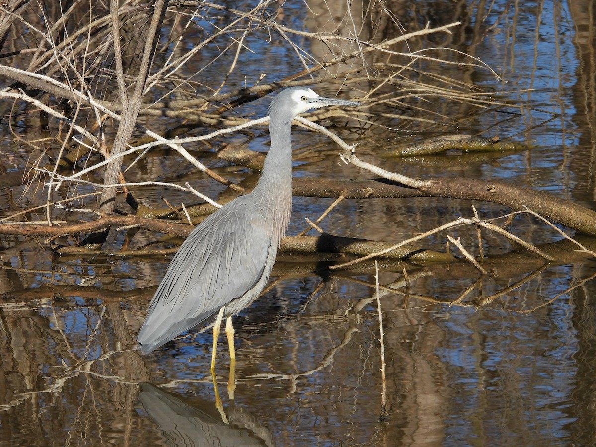 White-faced Heron - ML620252836