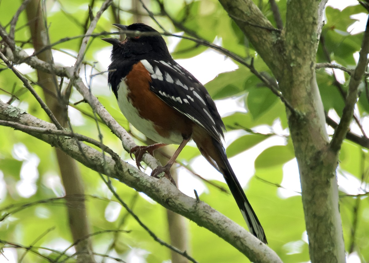 Spotted Towhee - ML620252841