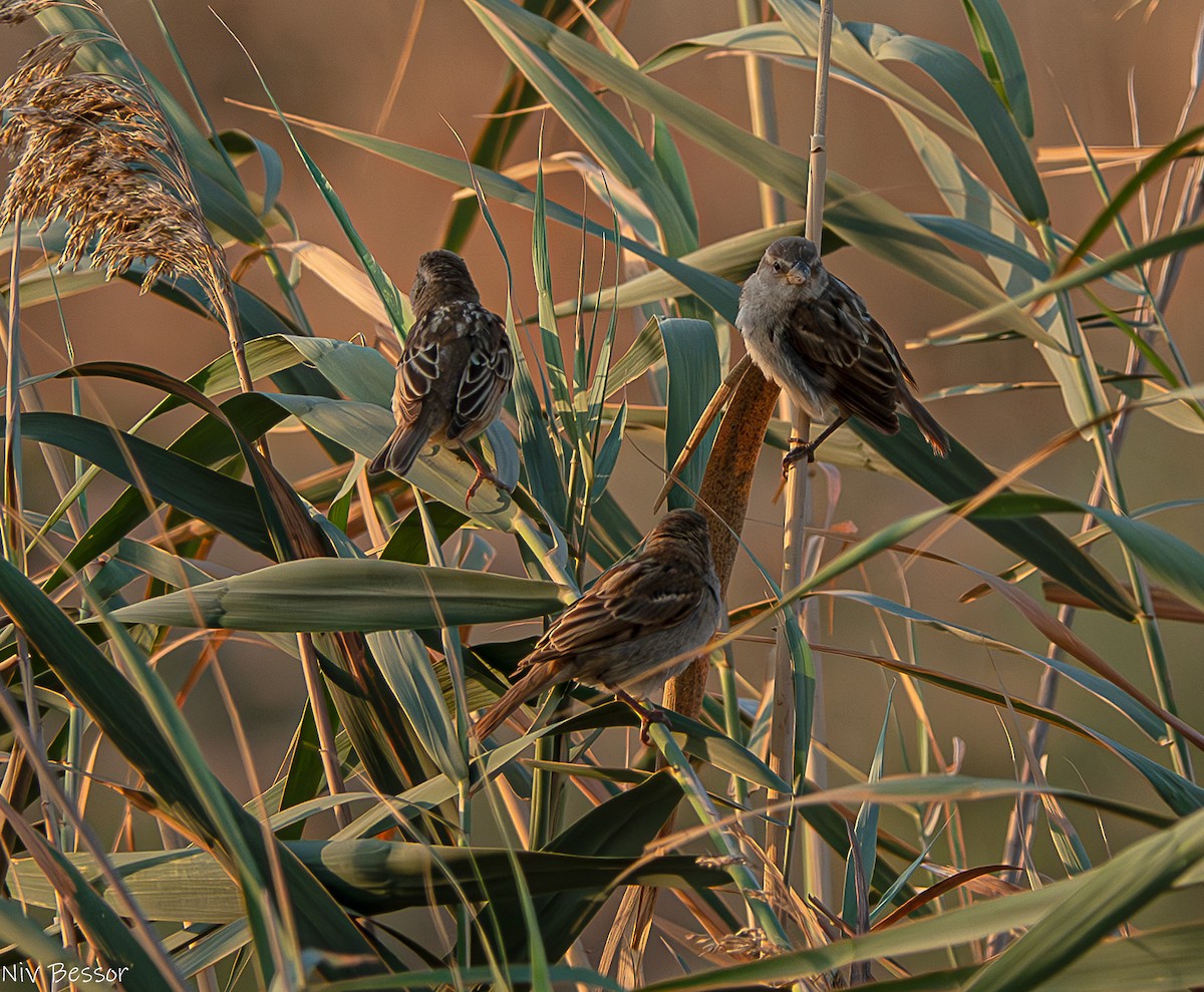 House/Spanish Sparrow - ML620252845