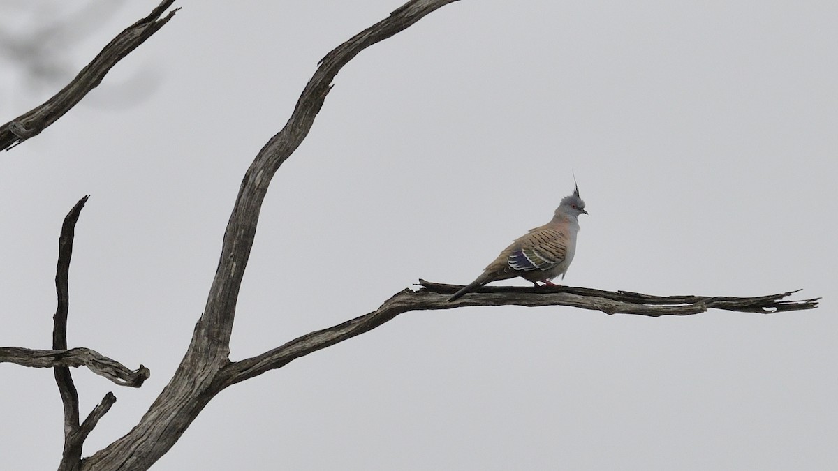 Crested Pigeon - ML620252848