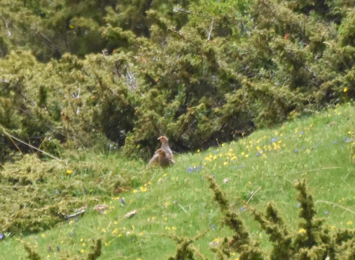 Gray Partridge - ML620252850