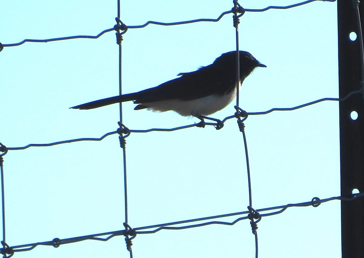 Willie-wagtail - ML620252852