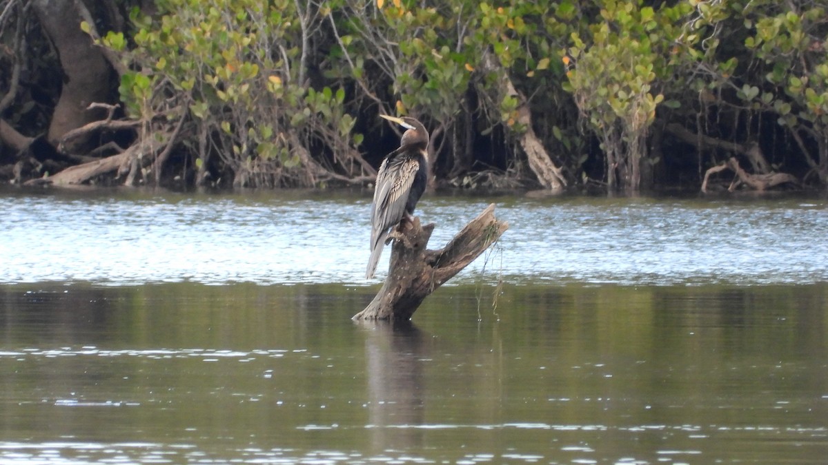 Anhinga d'Australie - ML620252858