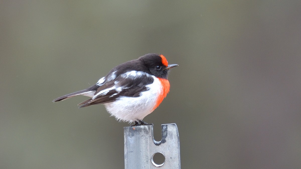 Red-capped Robin - ML620252867