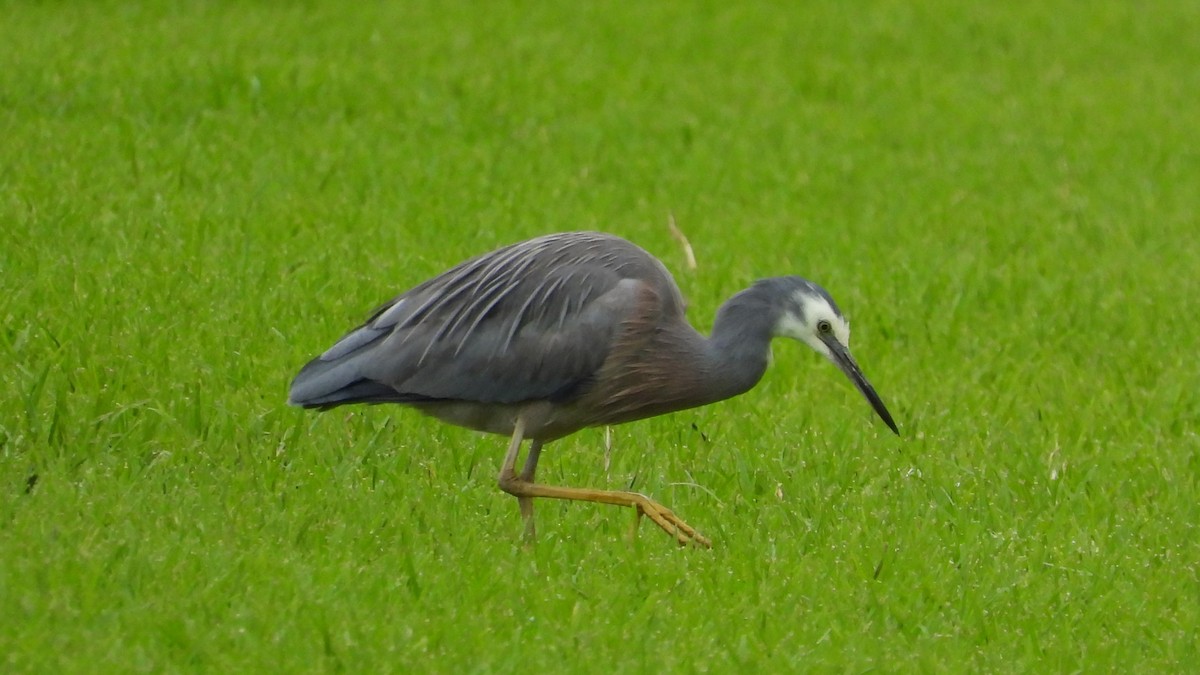 White-faced Heron - ML620252870