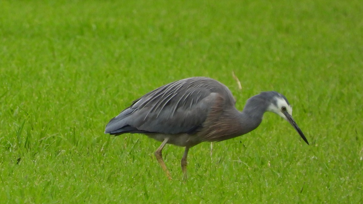 White-faced Heron - ML620252871