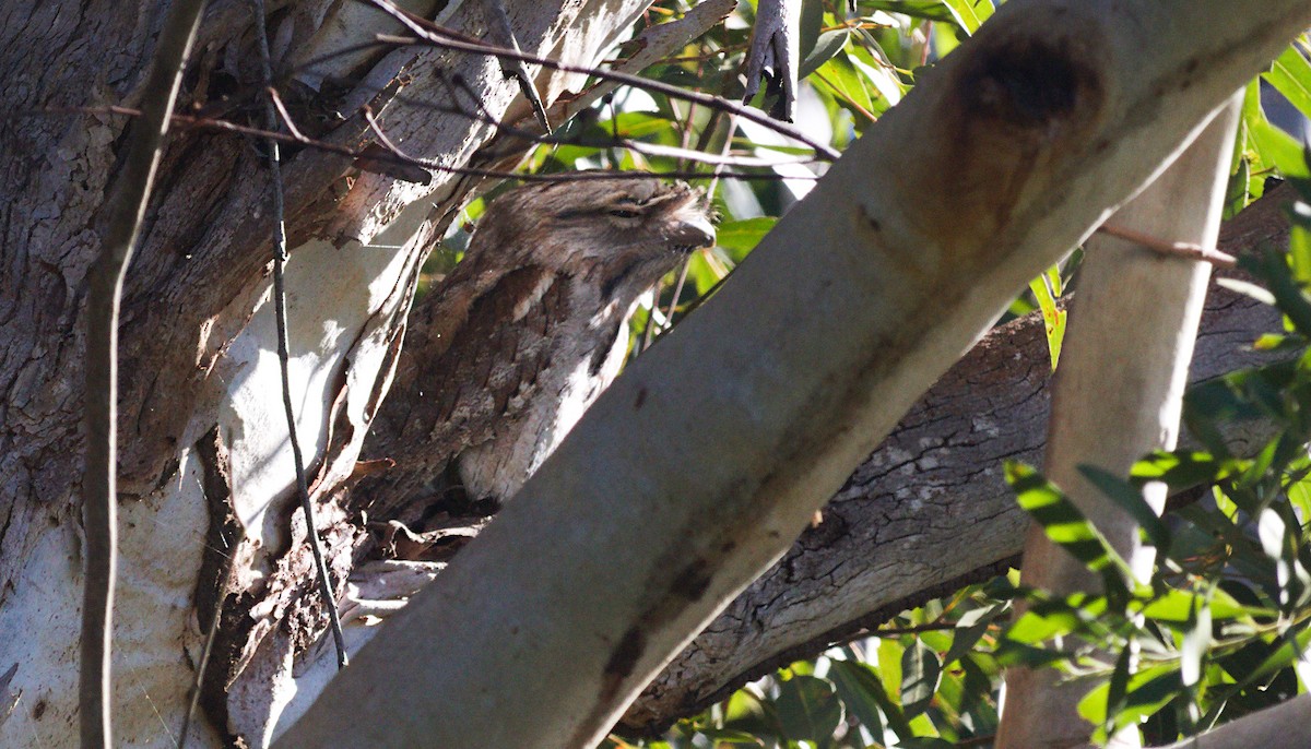 Tawny Frogmouth - ML620252876