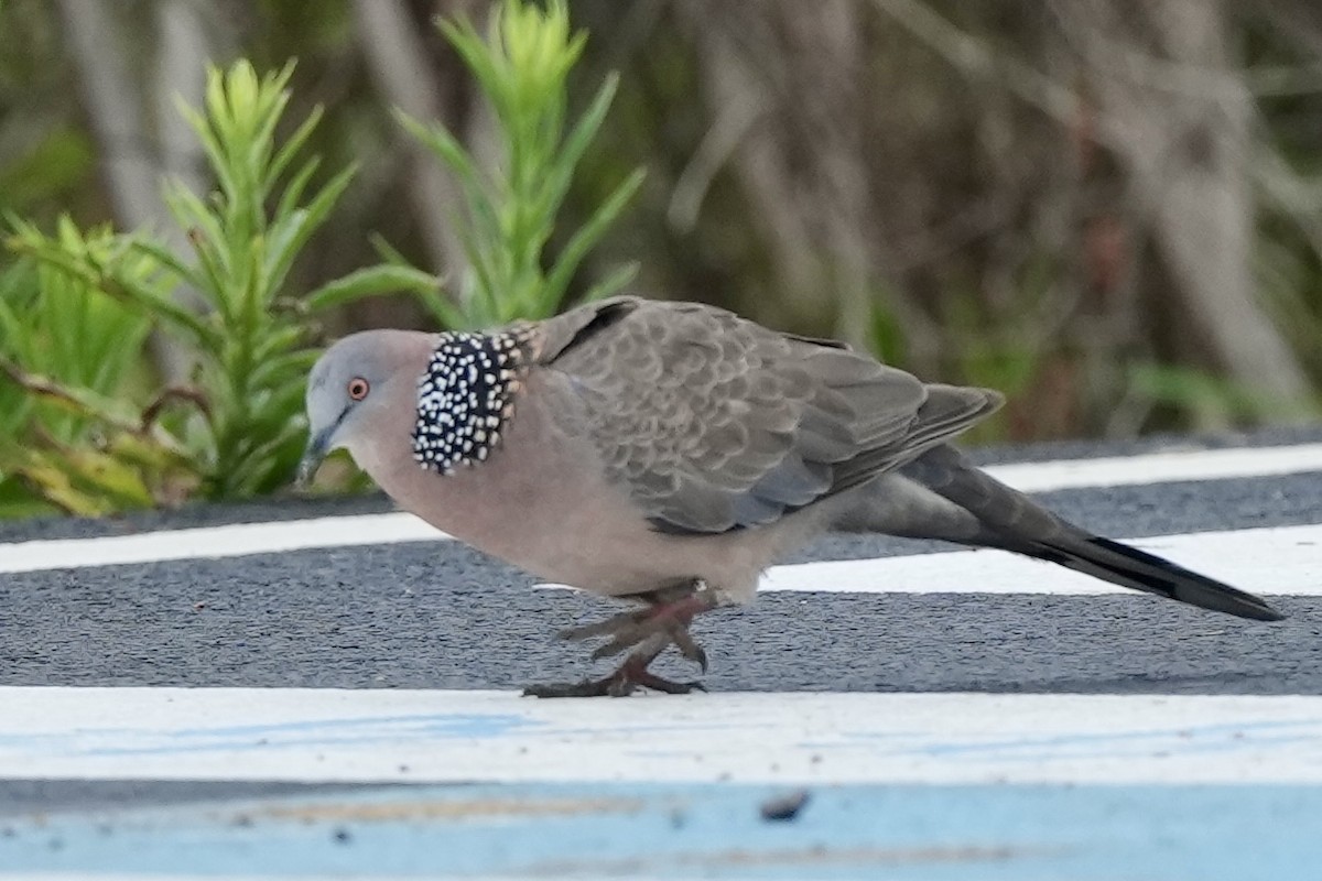 Spotted Dove - ML620252882