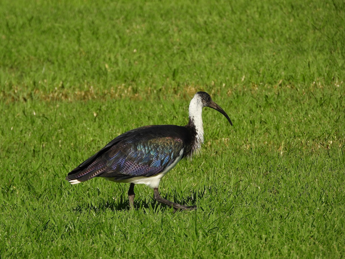 Straw-necked Ibis - ML620252885