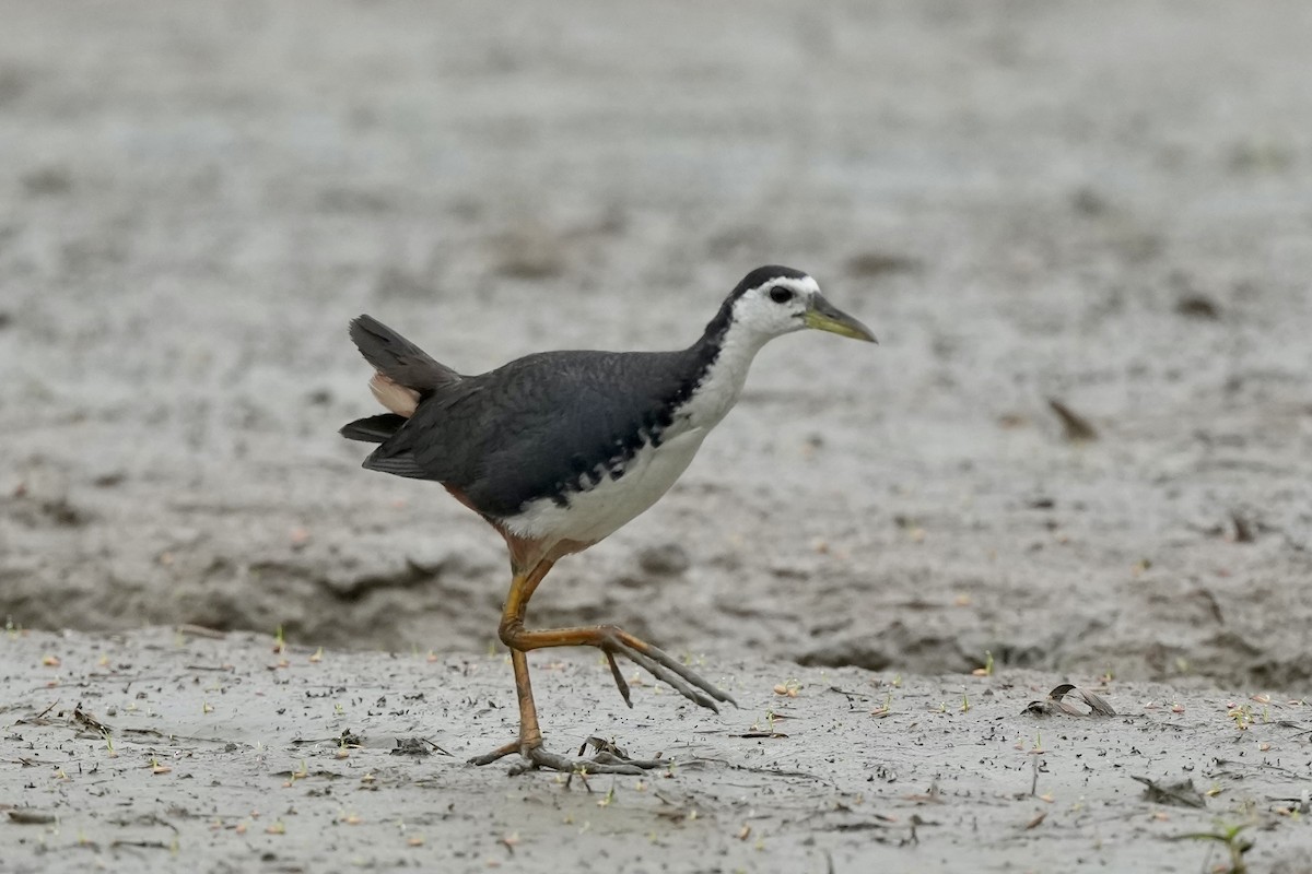 White-breasted Waterhen - ML620252901