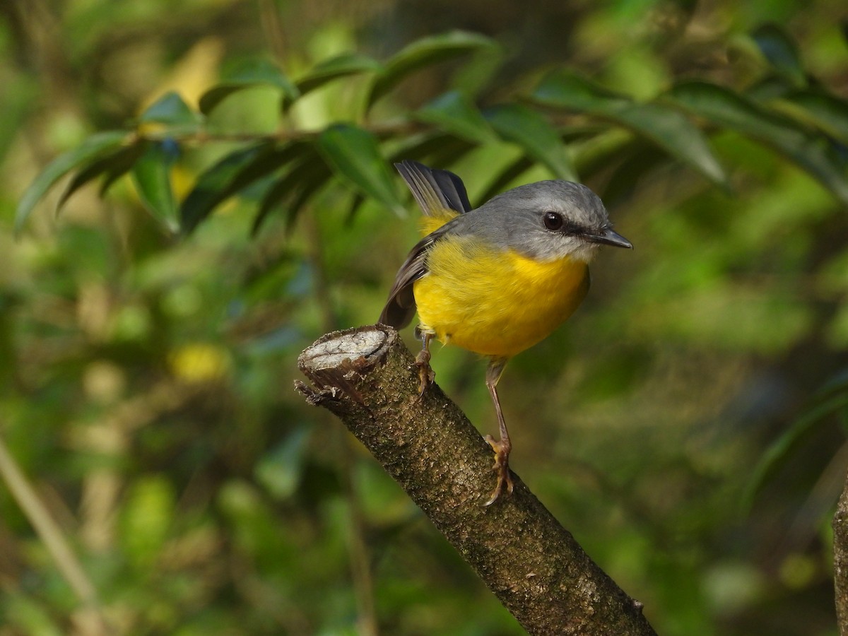 Eastern Yellow Robin - ML620252908