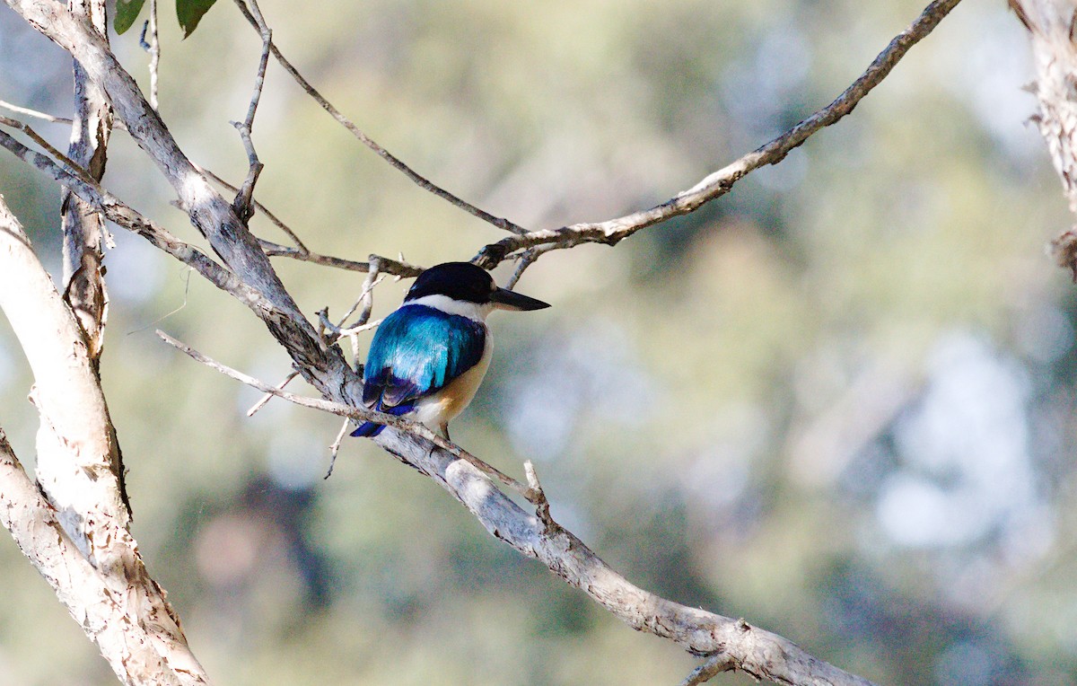 Forest Kingfisher - ML620252914