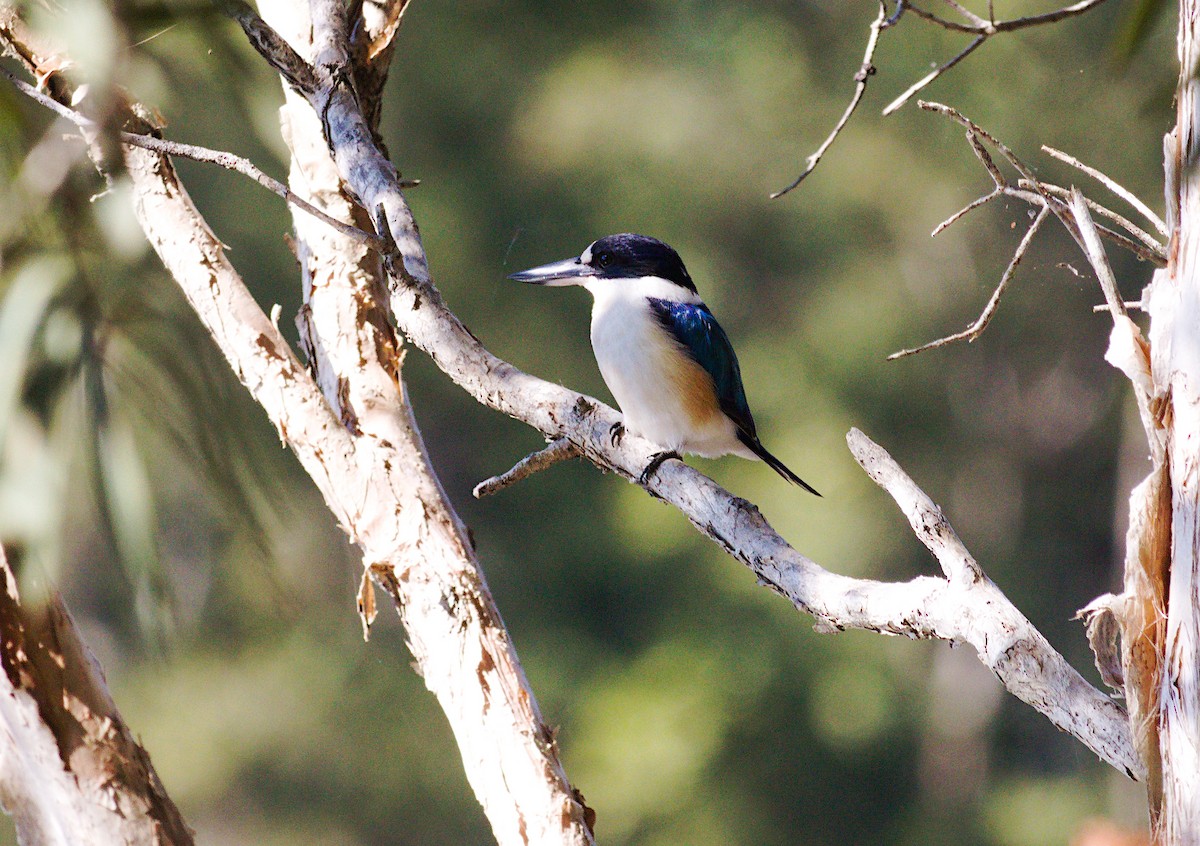 Forest Kingfisher - ML620252915