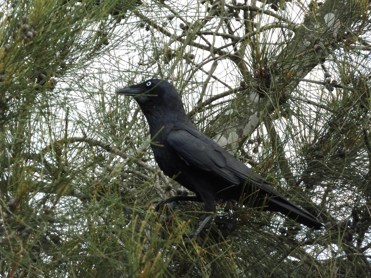 Australian Raven - Greg and Georgie Shaw