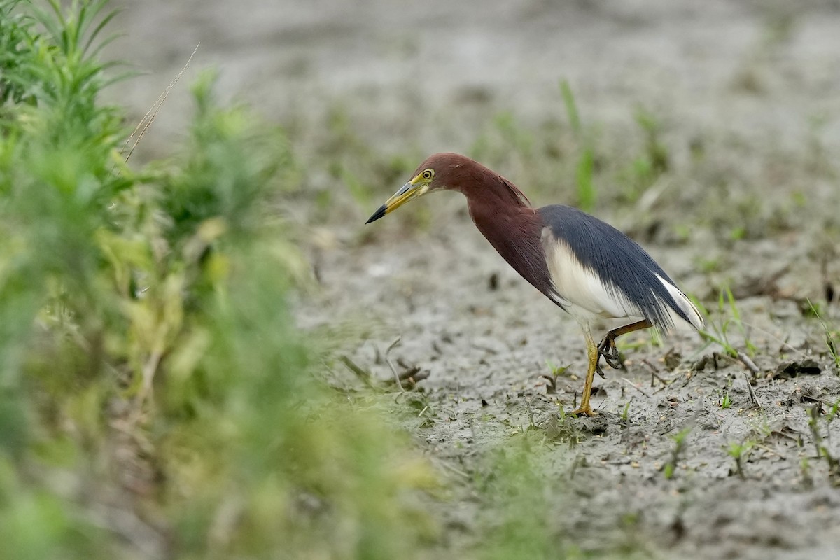 Chinese Pond-Heron - ML620252926