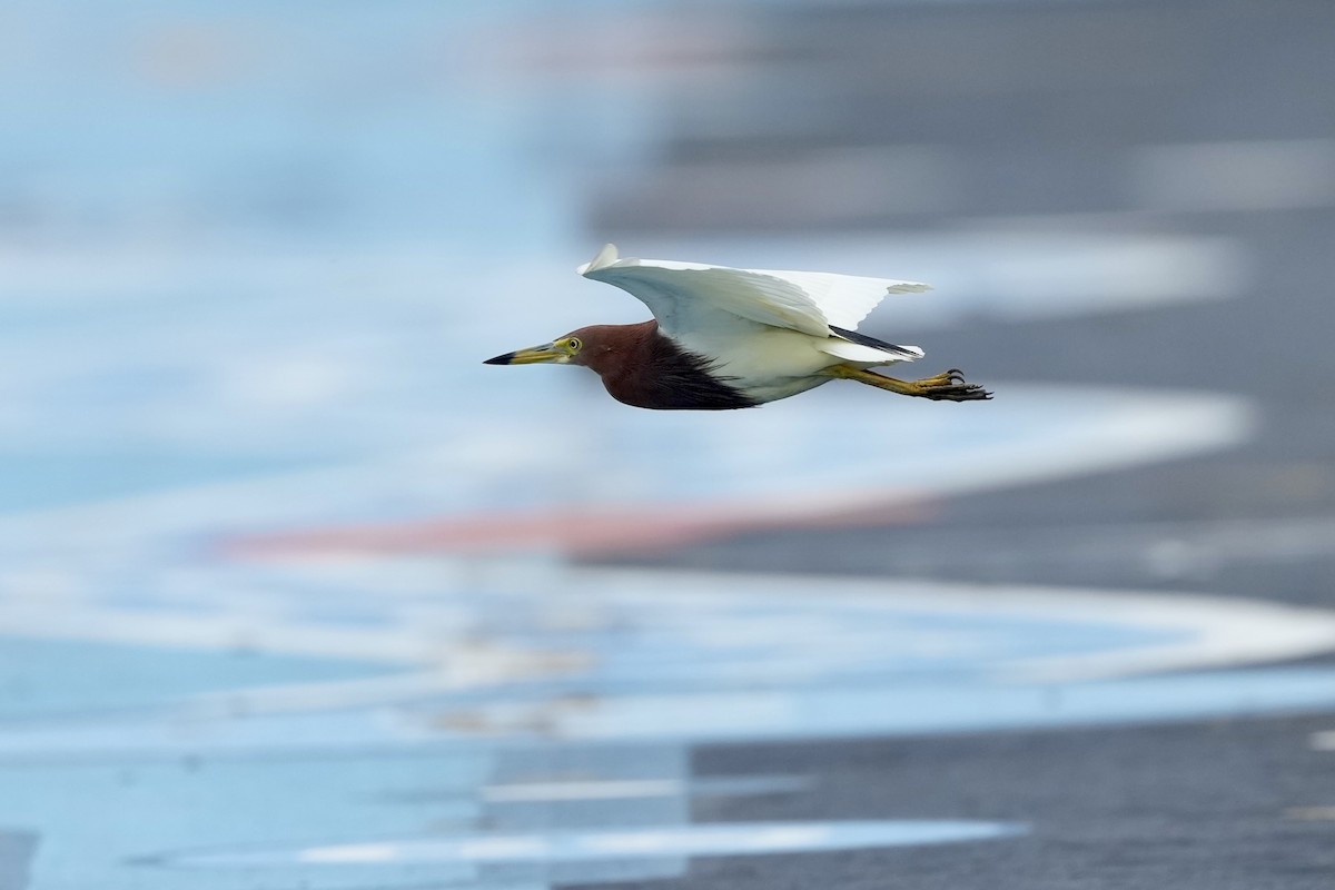 Chinese Pond-Heron - ML620252927