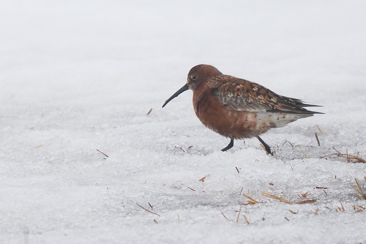 Curlew Sandpiper - Phil Chaon