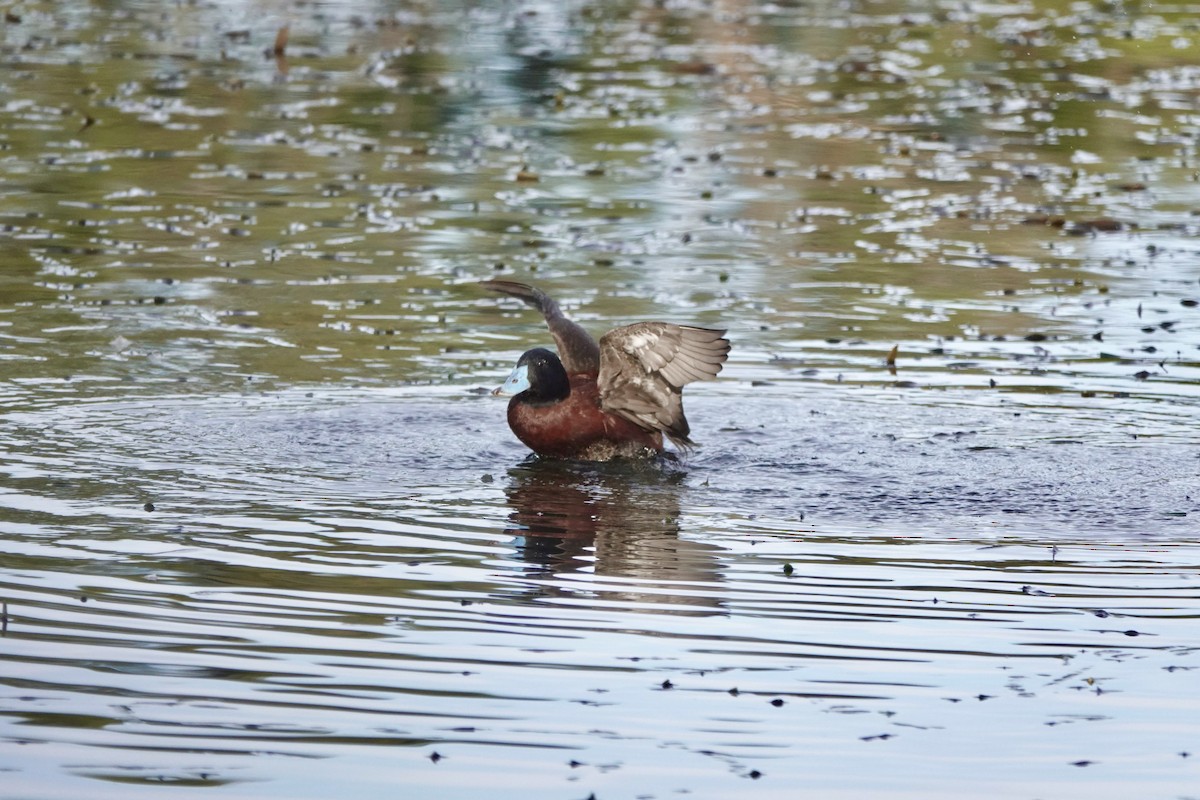 Blue-billed Duck - ML620252939