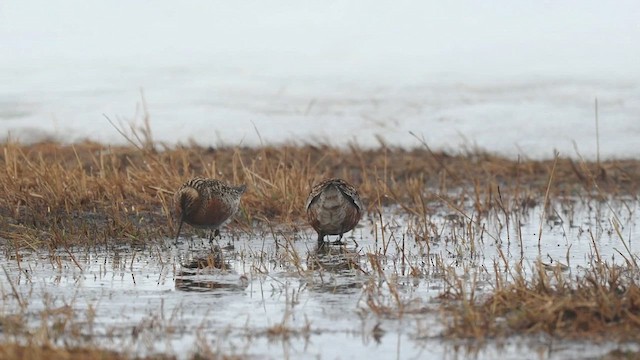 彎嘴濱鷸 - ML620252940