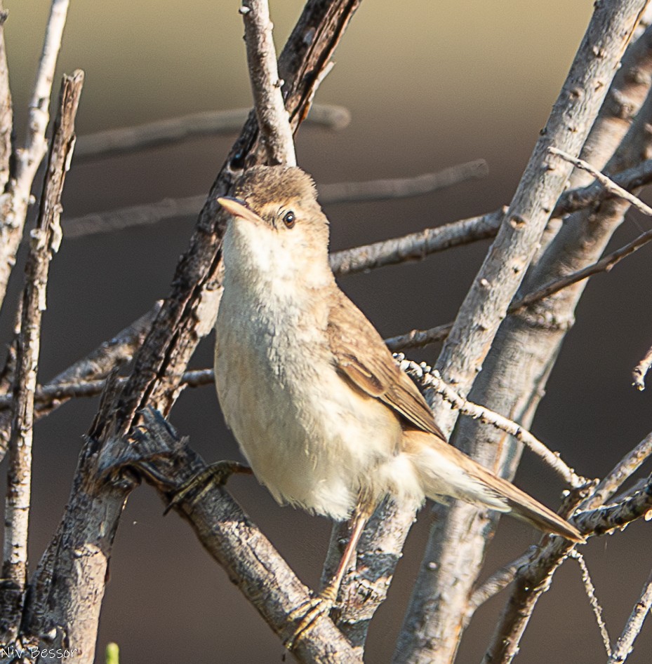 Eastern Olivaceous Warbler - ML620252949