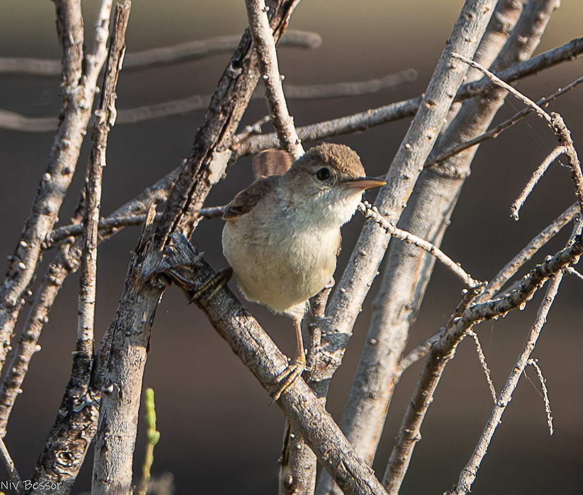 Eastern Olivaceous Warbler - ML620252950