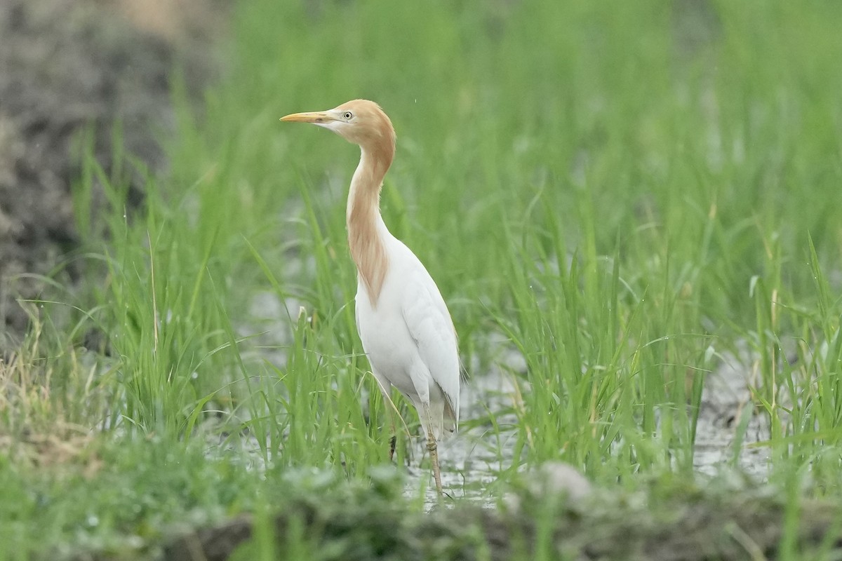 Eastern Cattle Egret - ML620252953