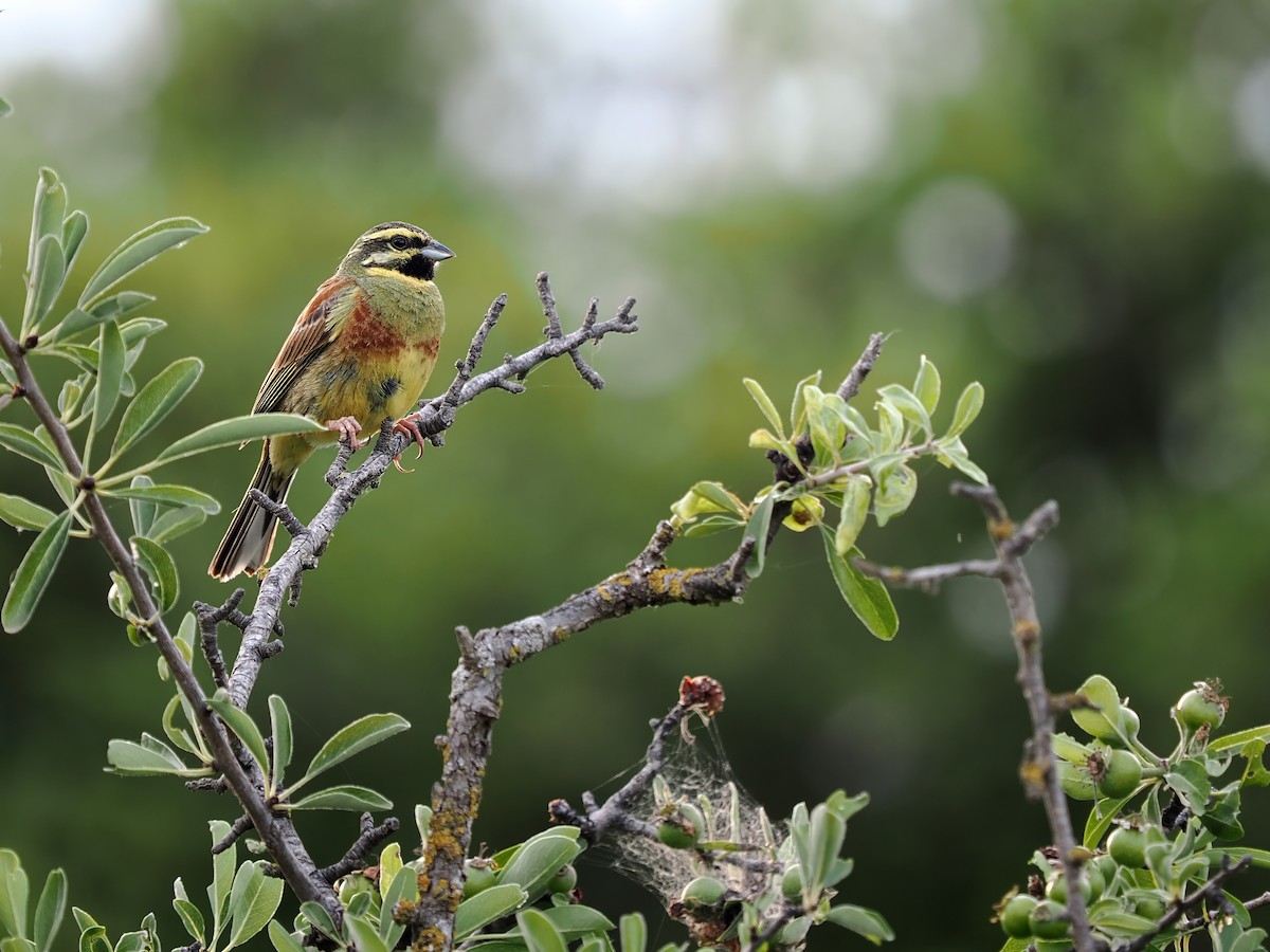 Cirl Bunting - ML620252957