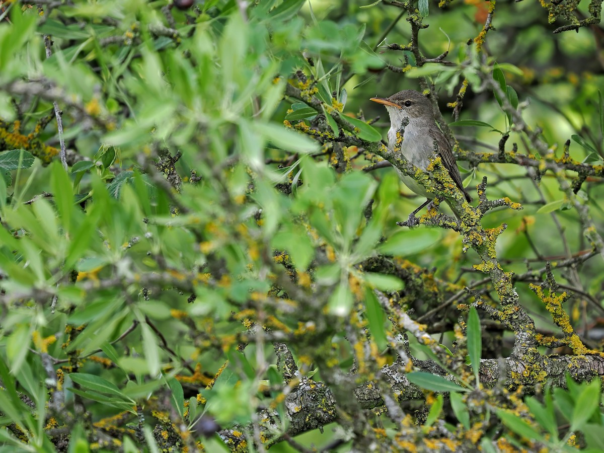 Olive-tree Warbler - James Eaton