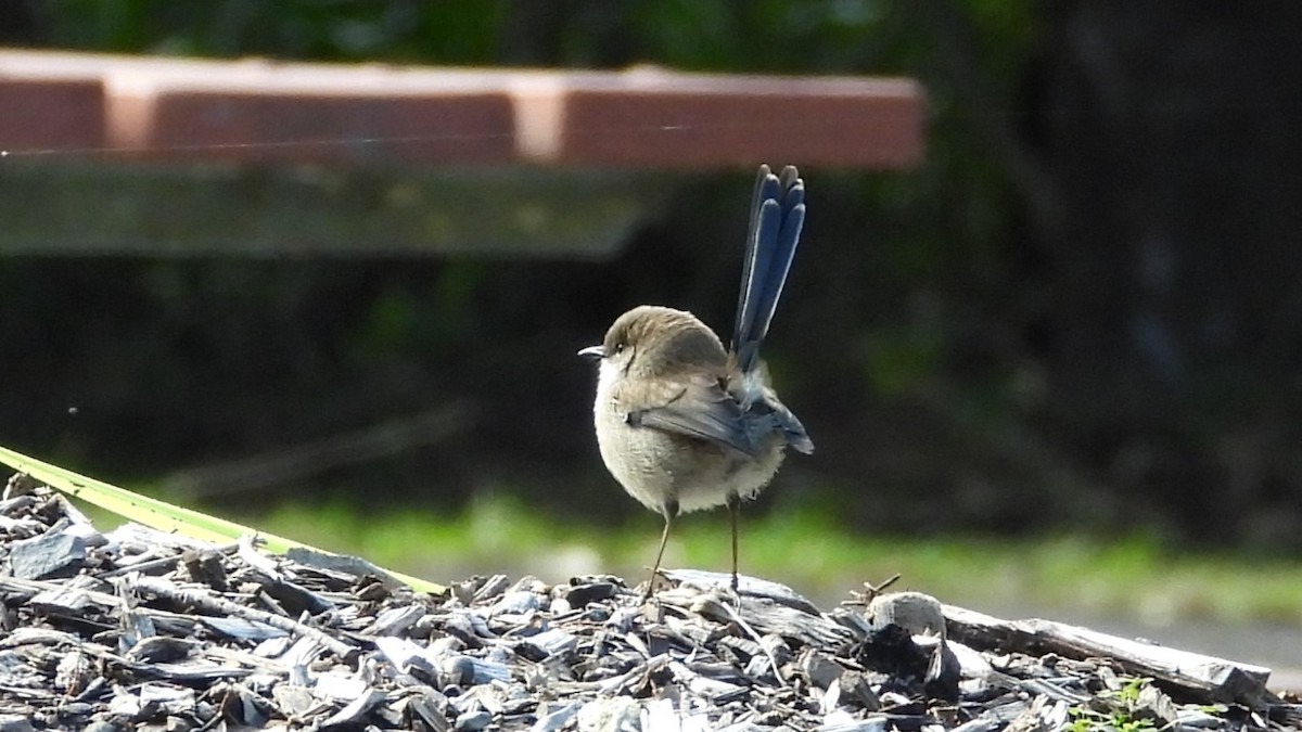 Superb Fairywren - ML620252967