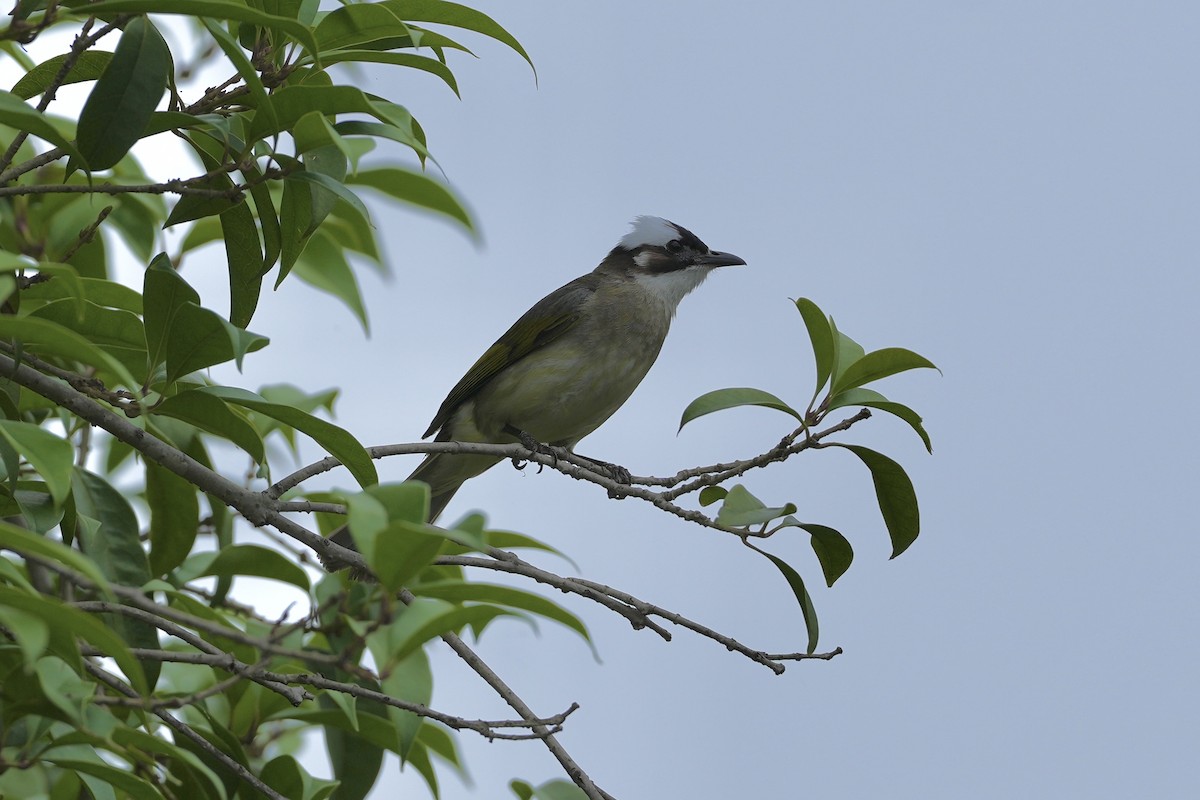 Light-vented Bulbul - ML620252973