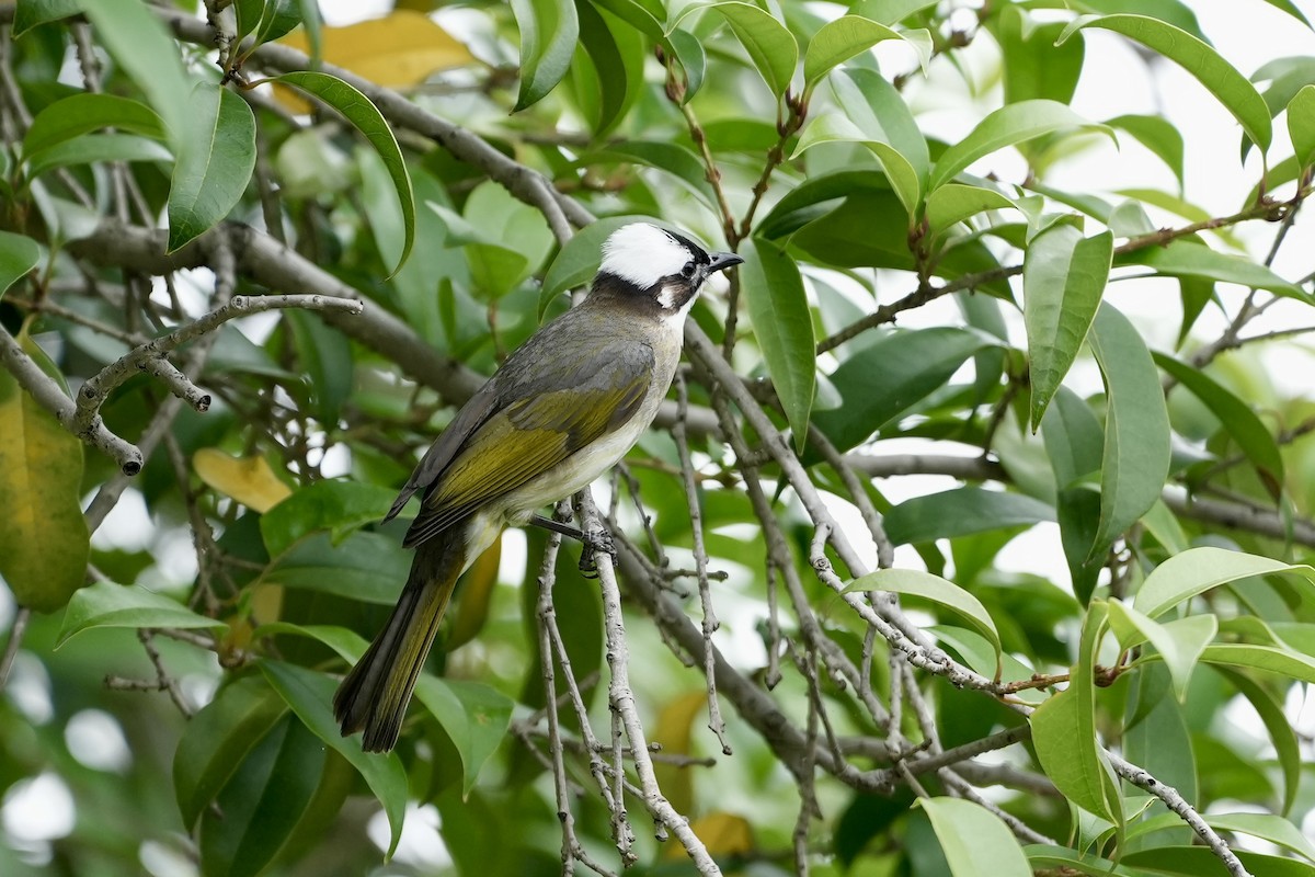 Light-vented Bulbul - ML620252974