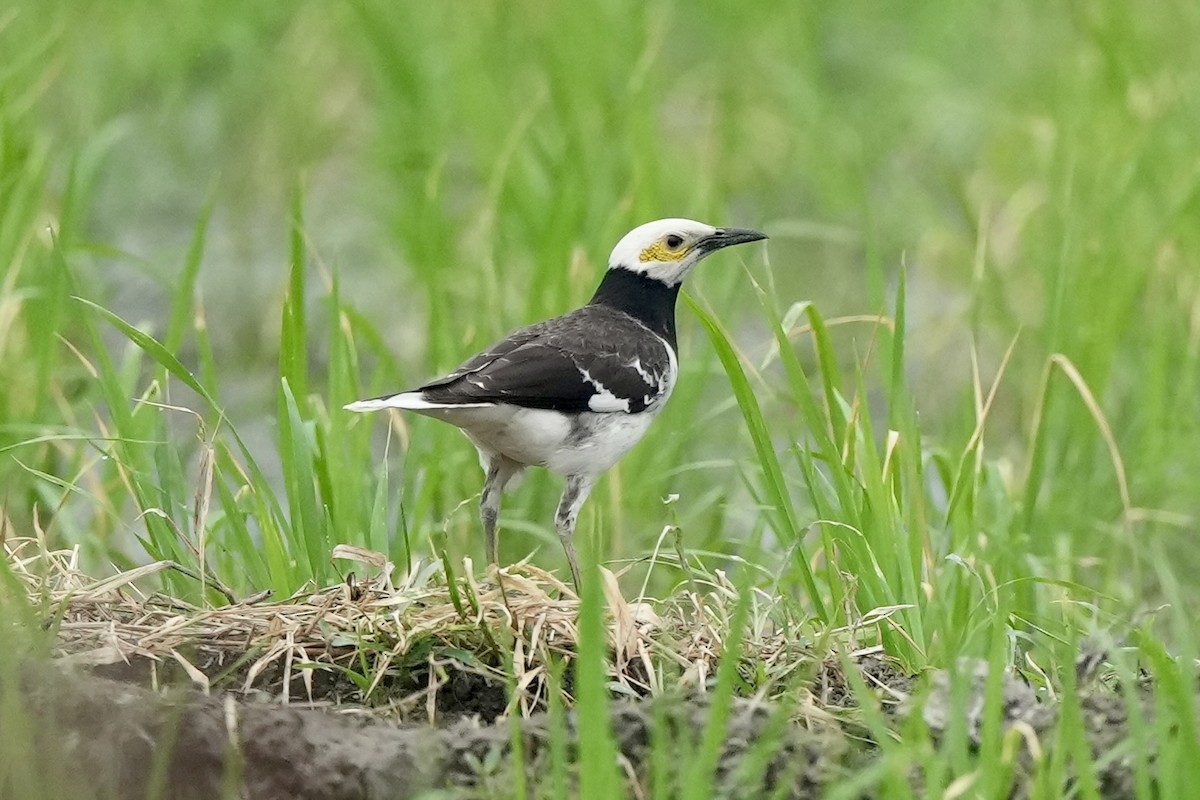 Black-collared Starling - ML620252976