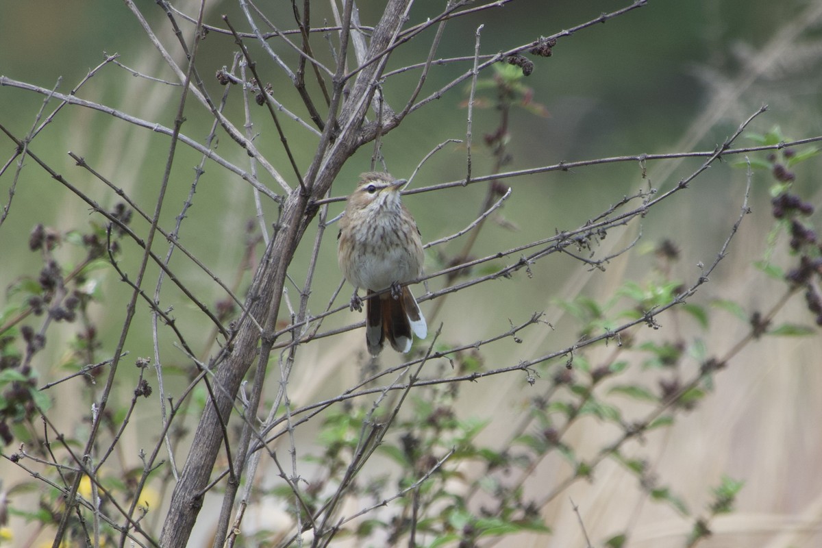 Red-backed Scrub-Robin (Red-backed) - GARY DOUGLAS