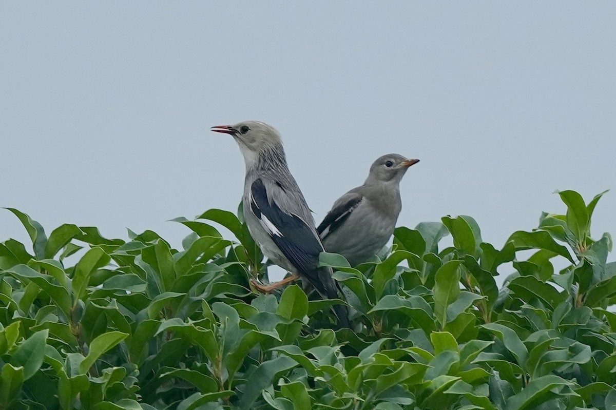 Red-billed Starling - ML620252985