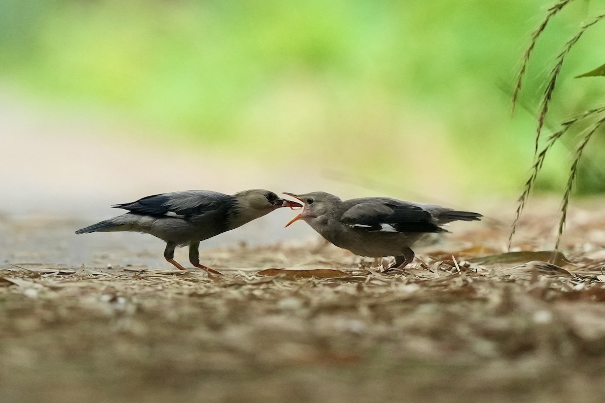 Red-billed Starling - ML620252988