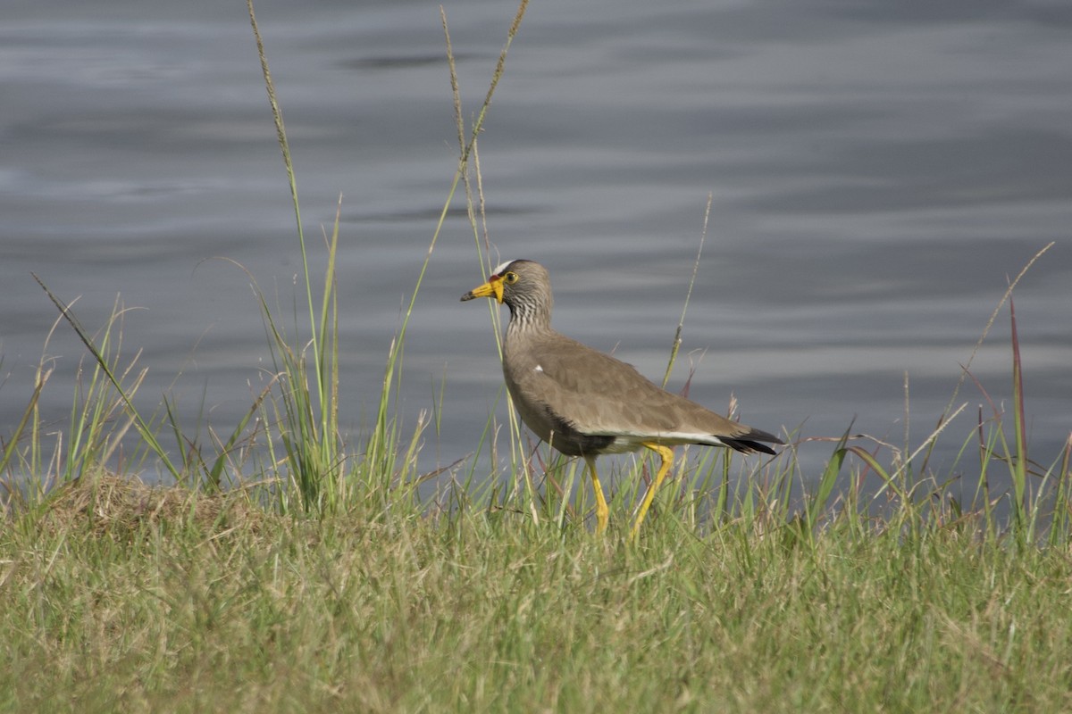 Wattled Lapwing - ML620252992