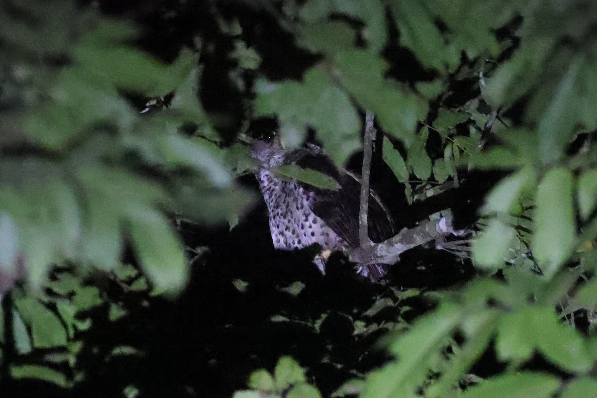 Spot-bellied Eagle-Owl - ML620252997