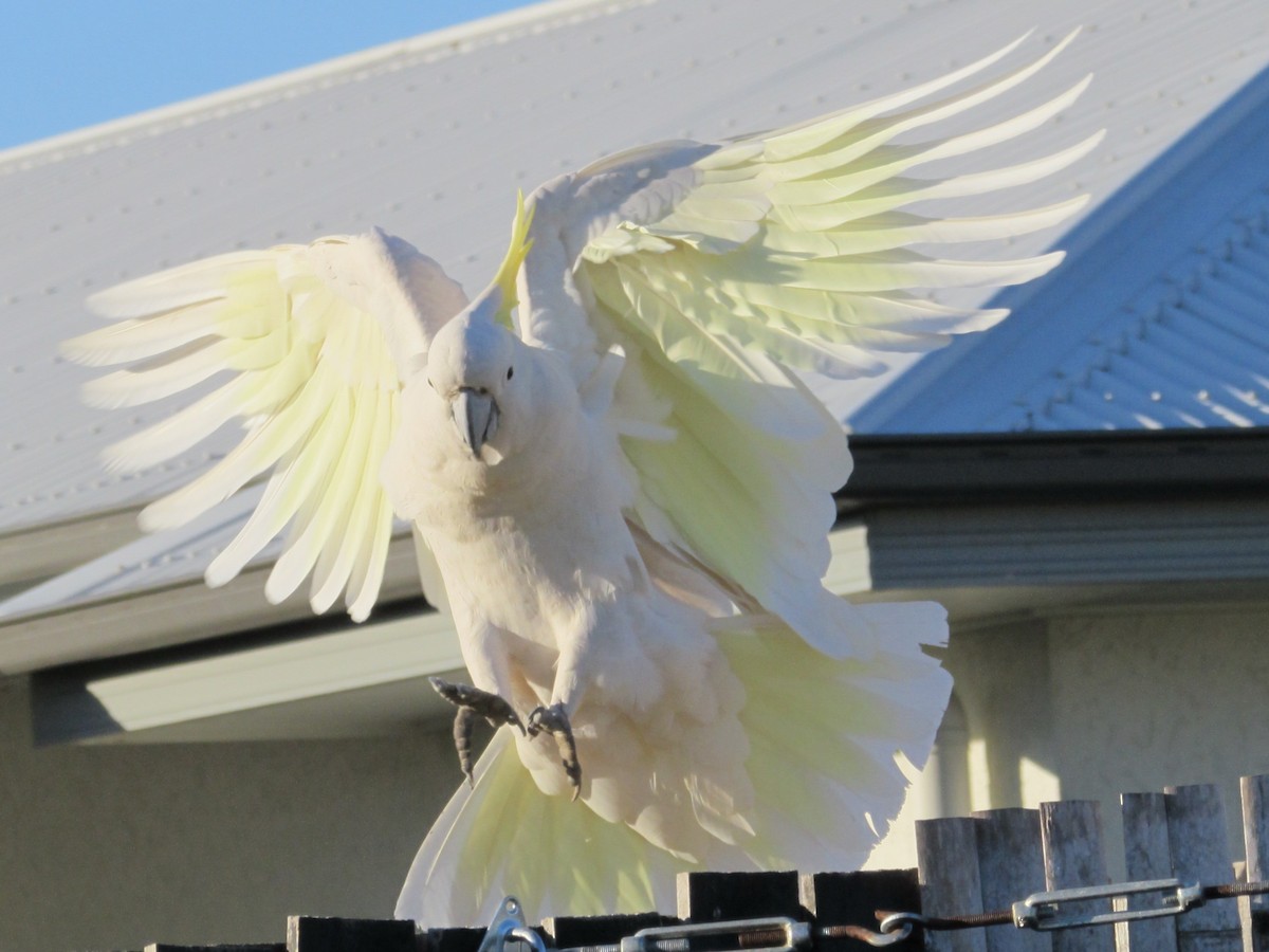 Sulphur-crested Cockatoo - ML620253009