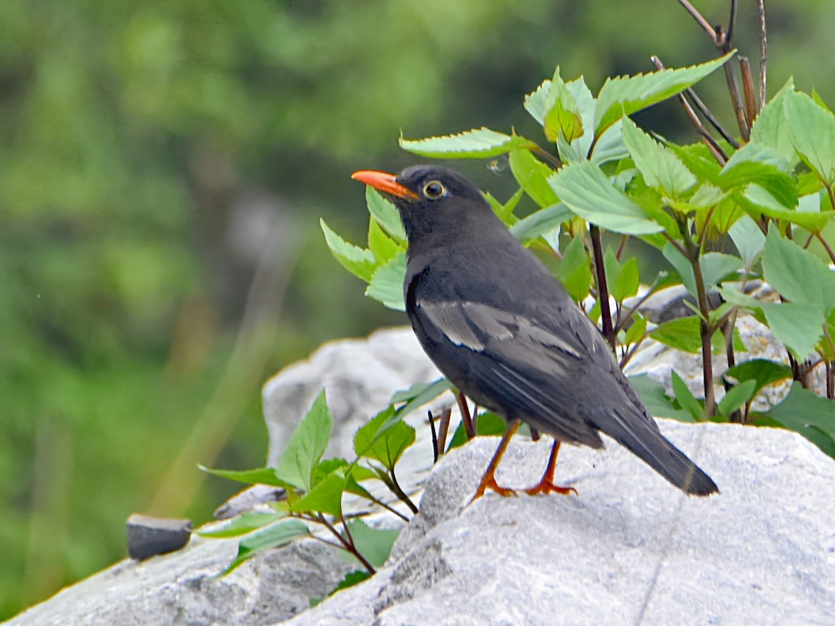 Gray-winged Blackbird - Arup Ghosh
