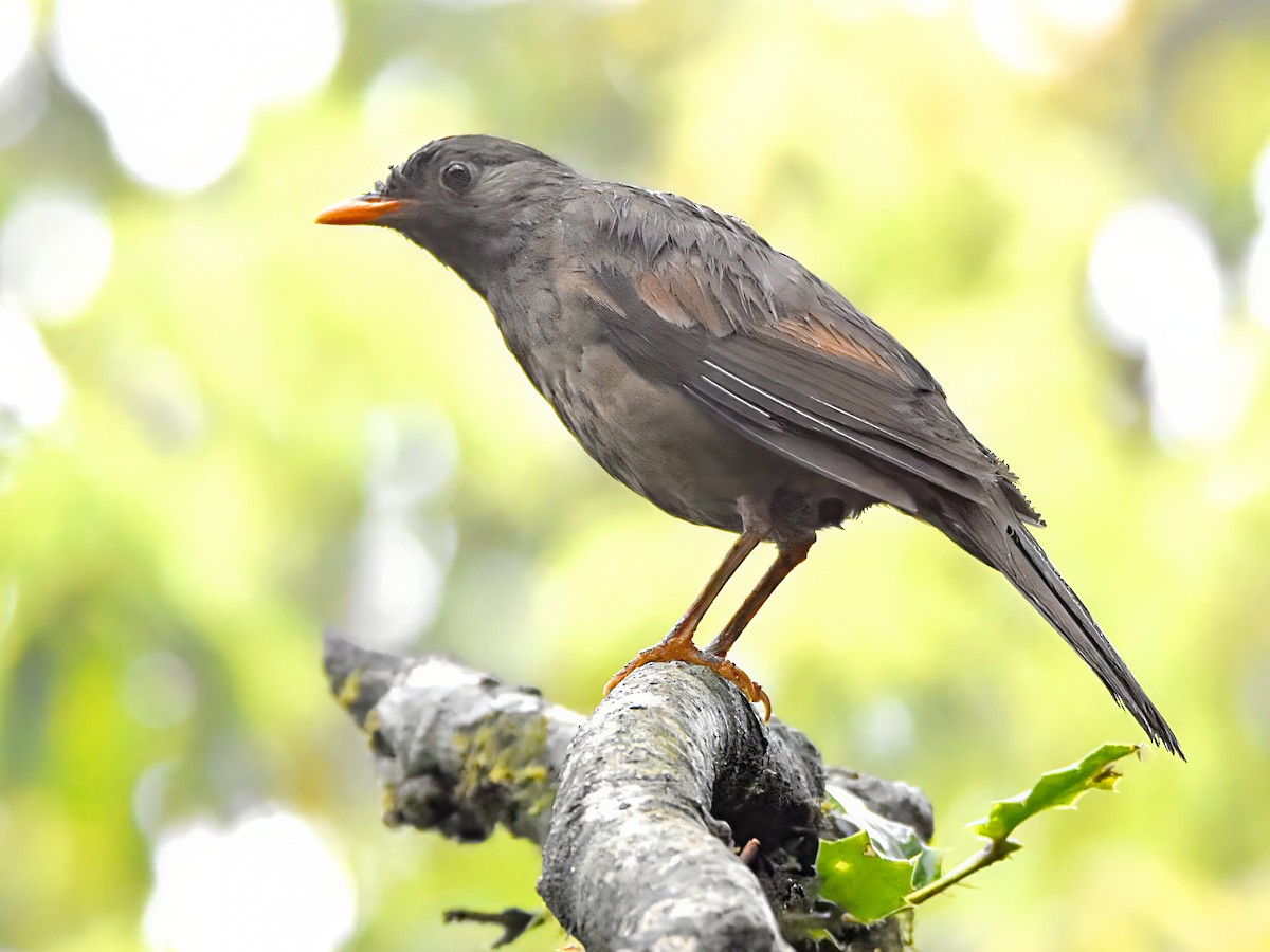 Gray-winged Blackbird - ML620253014