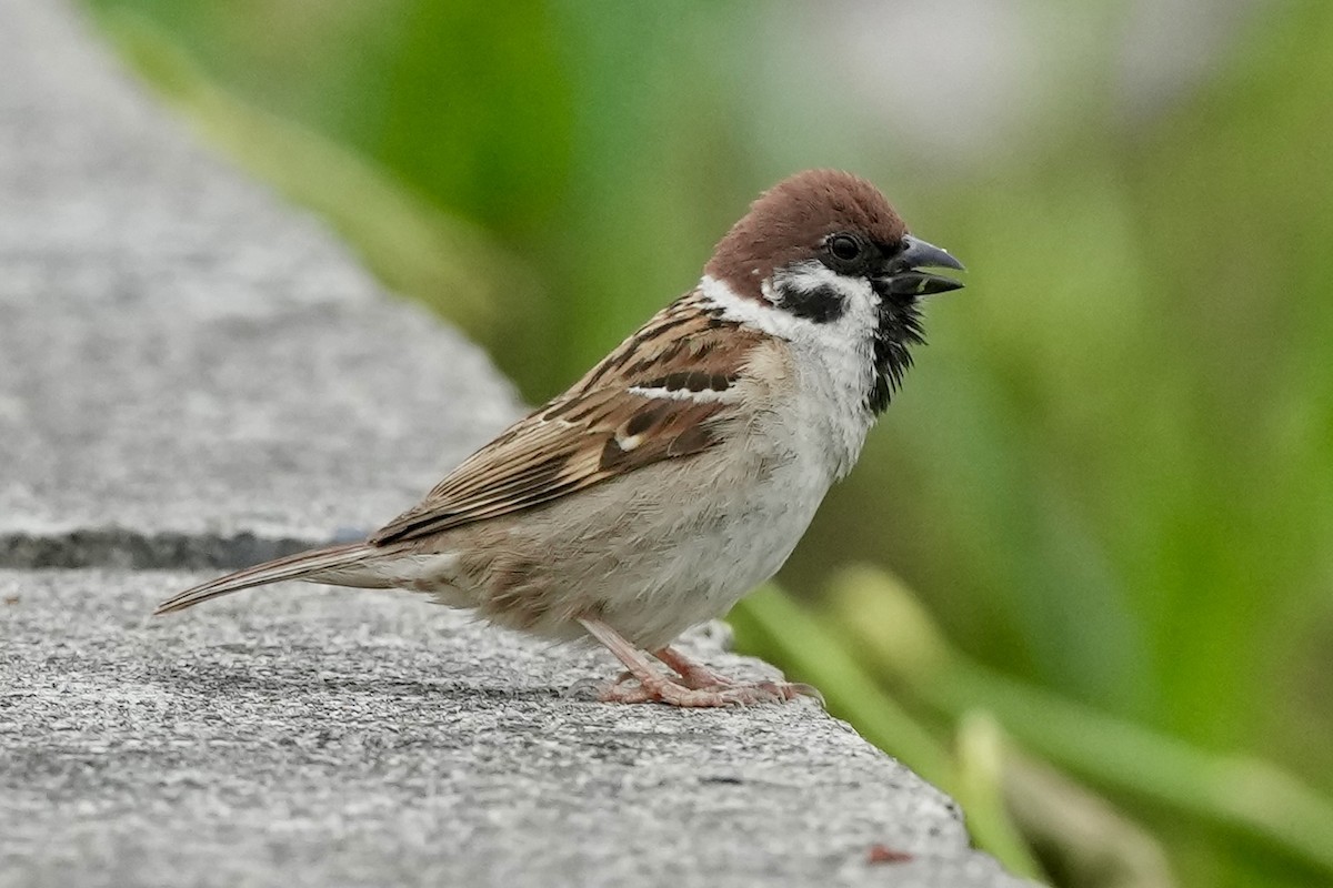 Eurasian Tree Sparrow - ML620253018