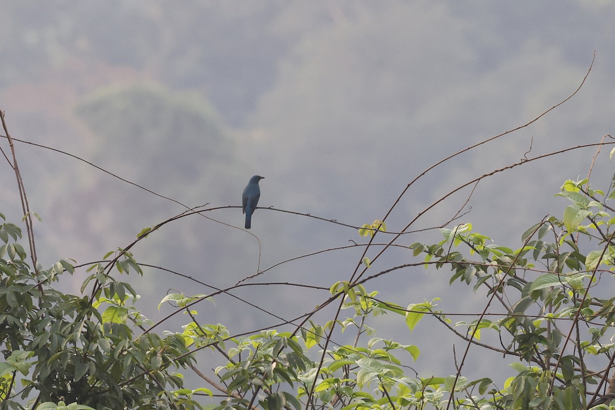 Asian Fairy-bluebird - ML620253025