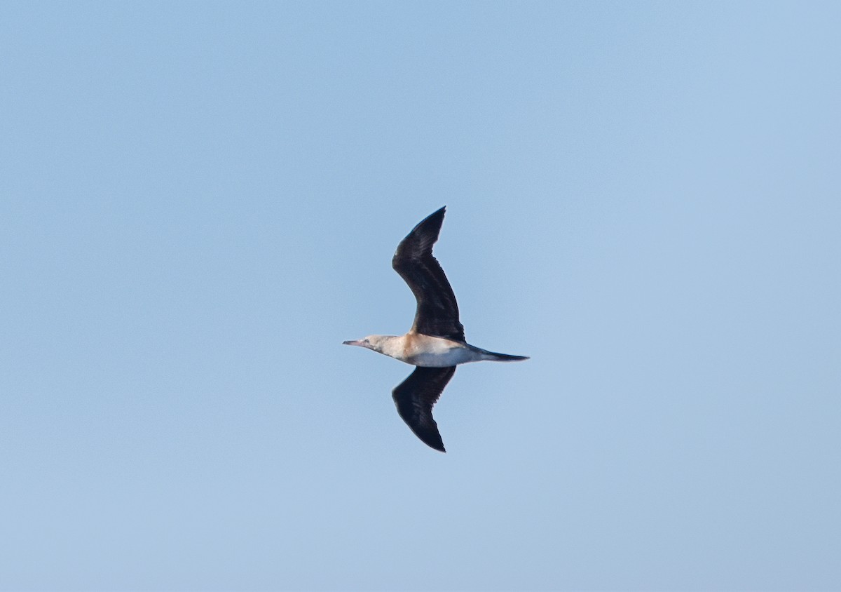 Red-footed Booby - ML620253026