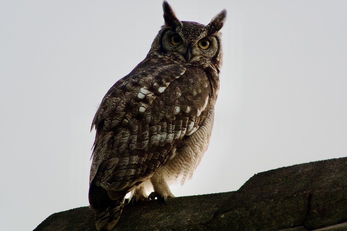 Spotted Eagle-Owl - ML620253027
