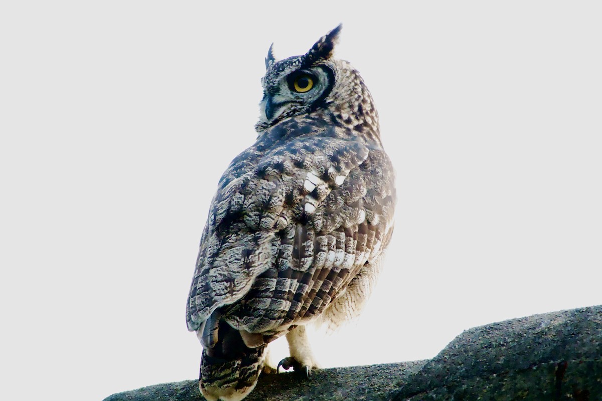 Spotted Eagle-Owl - ML620253028