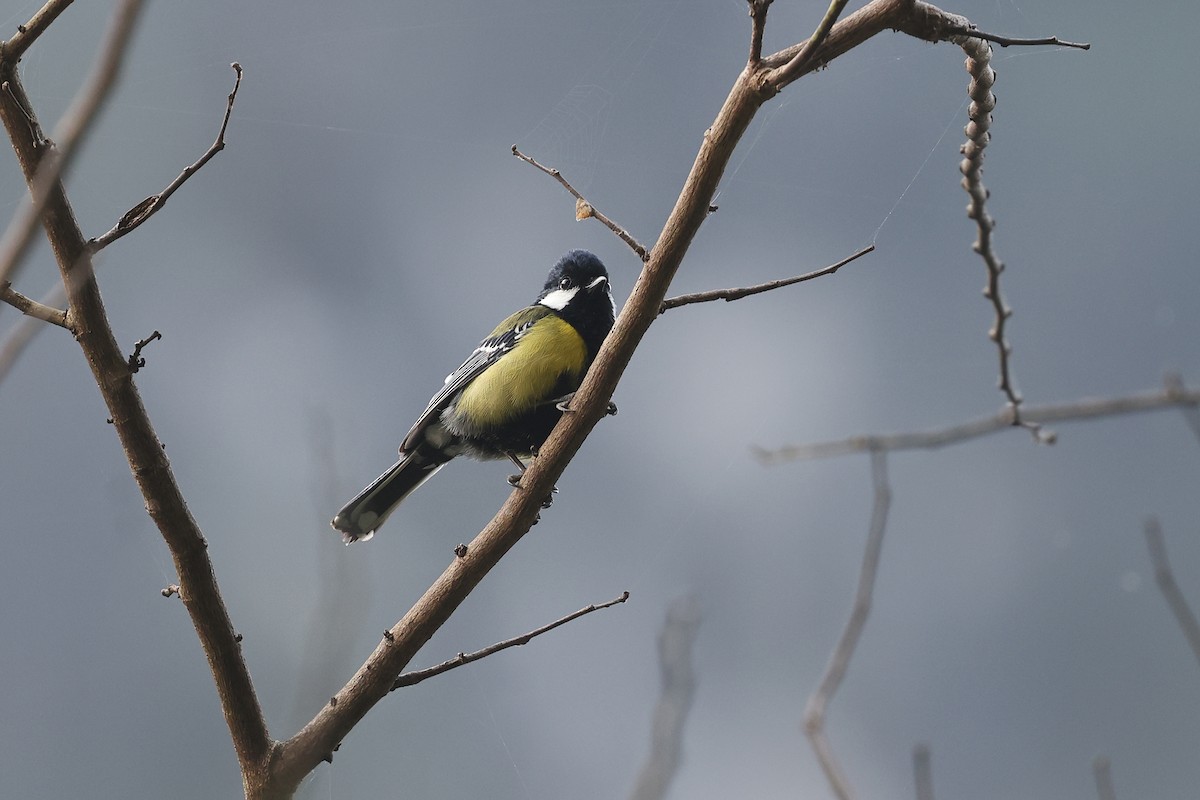 Green-backed Tit - ML620253030
