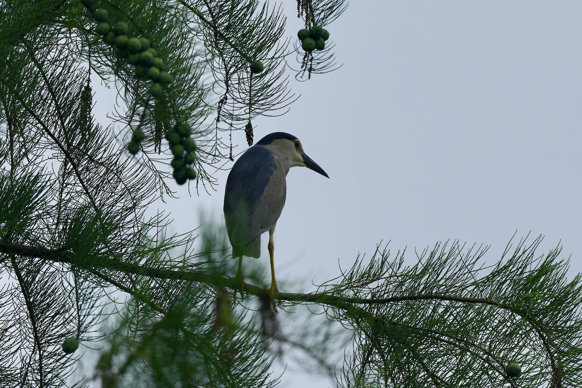 Black-crowned Night Heron - ML620253032