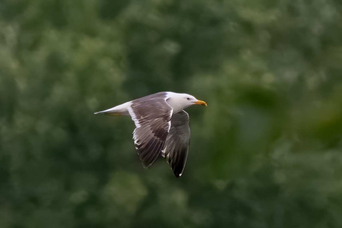 Lesser Black-backed Gull - ML620253035