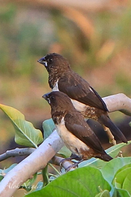 White-rumped Munia - ML620253040